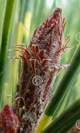 Important details to note about the size and structure of the vegetative bud at the very tip of the shoot: measure the length ,and note the tips of the bud scales (are they closely appressed to the bud (L), are they buried in resin, or are they free and bent outwards (R))?