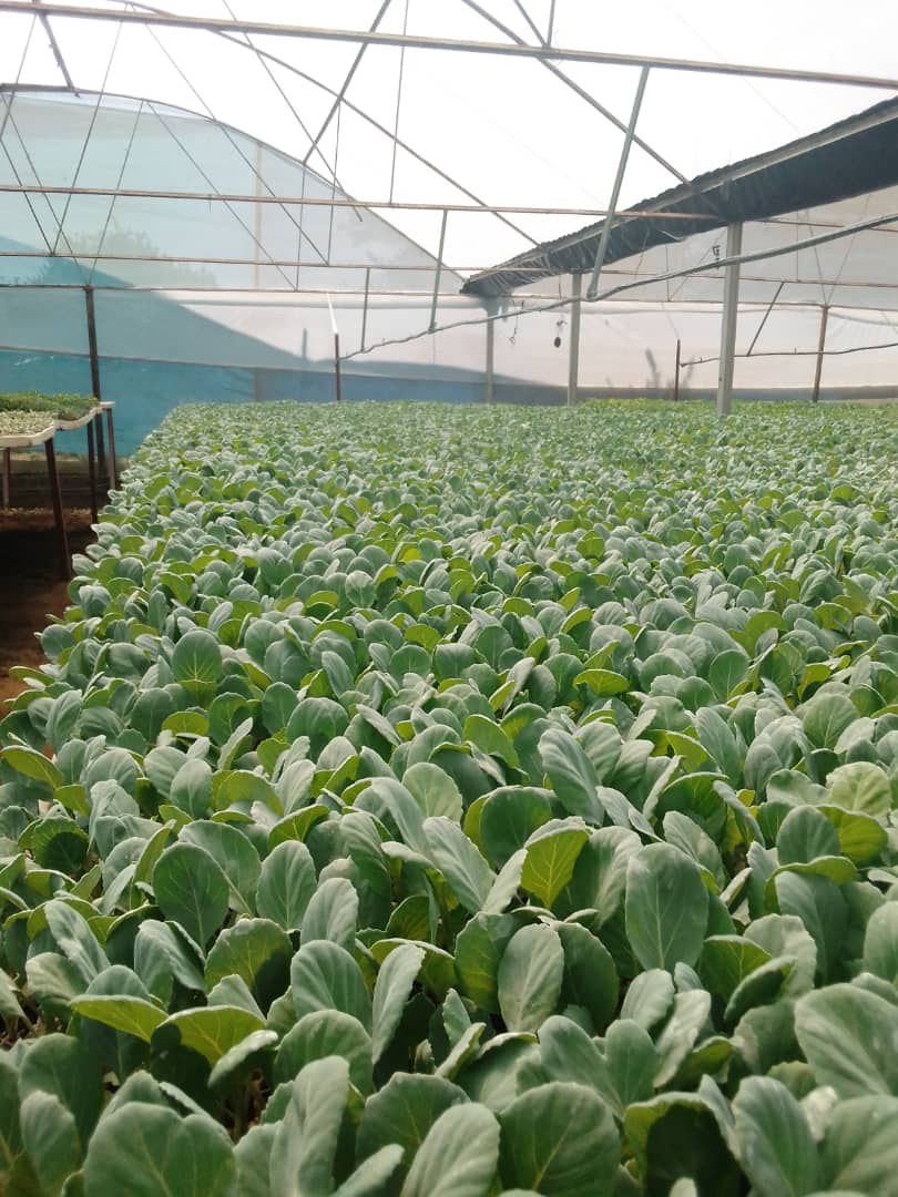 1/11 Time to embrace Professional Nursery-Raisers?. When it comes to horticultural vegetable growing nursery management is the most critical component determining the degree of success of any vegetable farming venture. It doesn't matter whether one is doing it on a commercial