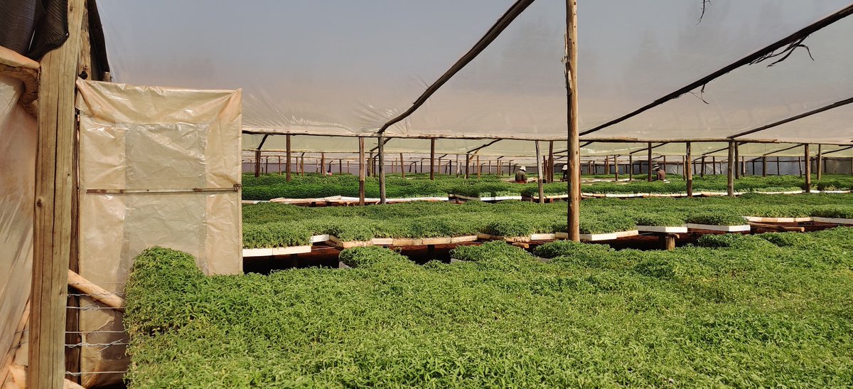 1/11 Time to embrace Professional Nursery-Raisers?. When it comes to horticultural vegetable growing nursery management is the most critical component determining the degree of success of any vegetable farming venture. It doesn't matter whether one is doing it on a commercial