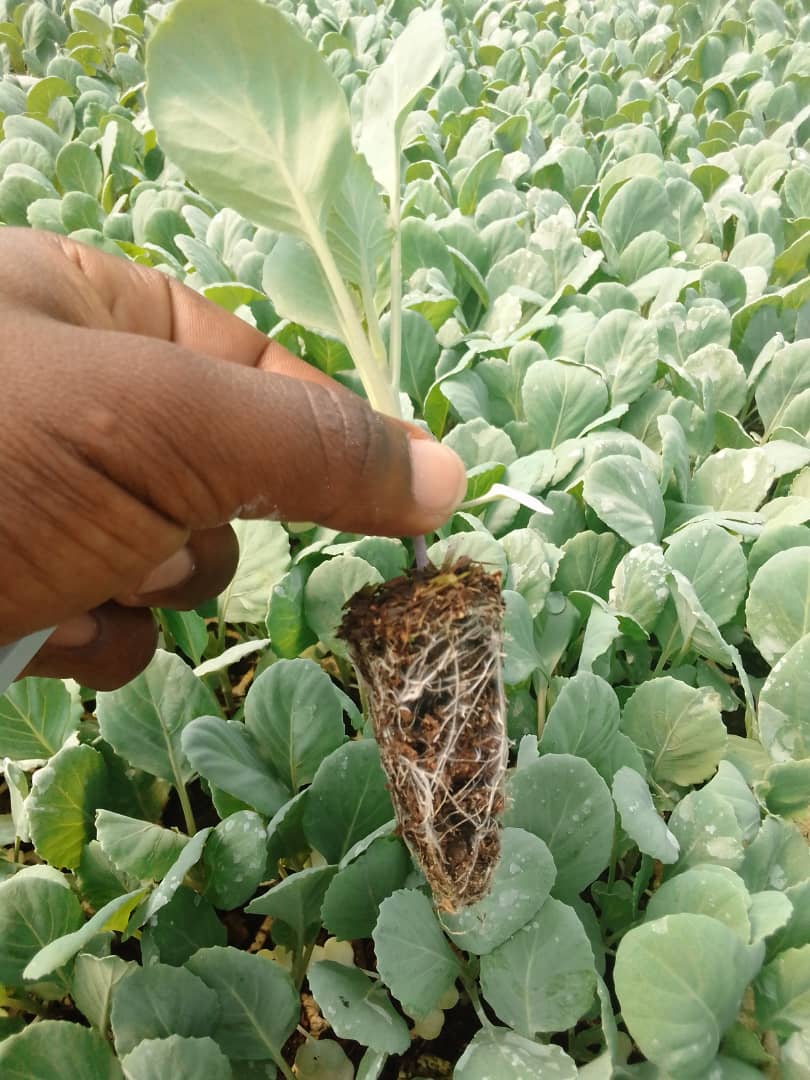 1/11 Time to embrace Professional Nursery-Raisers?. When it comes to horticultural vegetable growing nursery management is the most critical component determining the degree of success of any vegetable farming venture. It doesn't matter whether one is doing it on a commercial