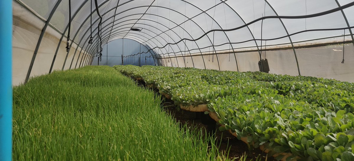 1/11 Time to embrace Professional Nursery-Raisers?. When it comes to horticultural vegetable growing nursery management is the most critical component determining the degree of success of any vegetable farming venture. It doesn't matter whether one is doing it on a commercial