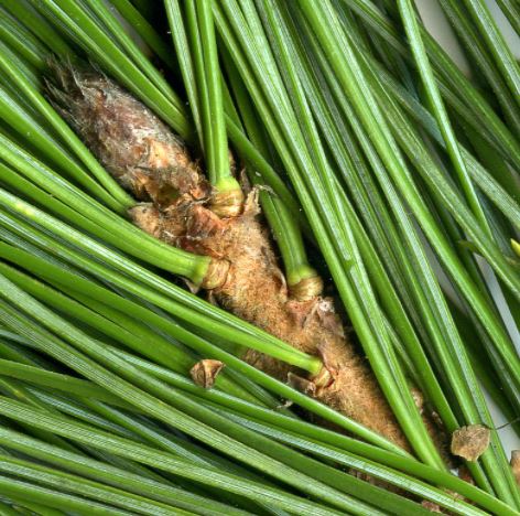 Finally, use your x10 to investigate the colour and hairiness of the young shoot: brown and hairless (left) or orange and hairy (right) ?