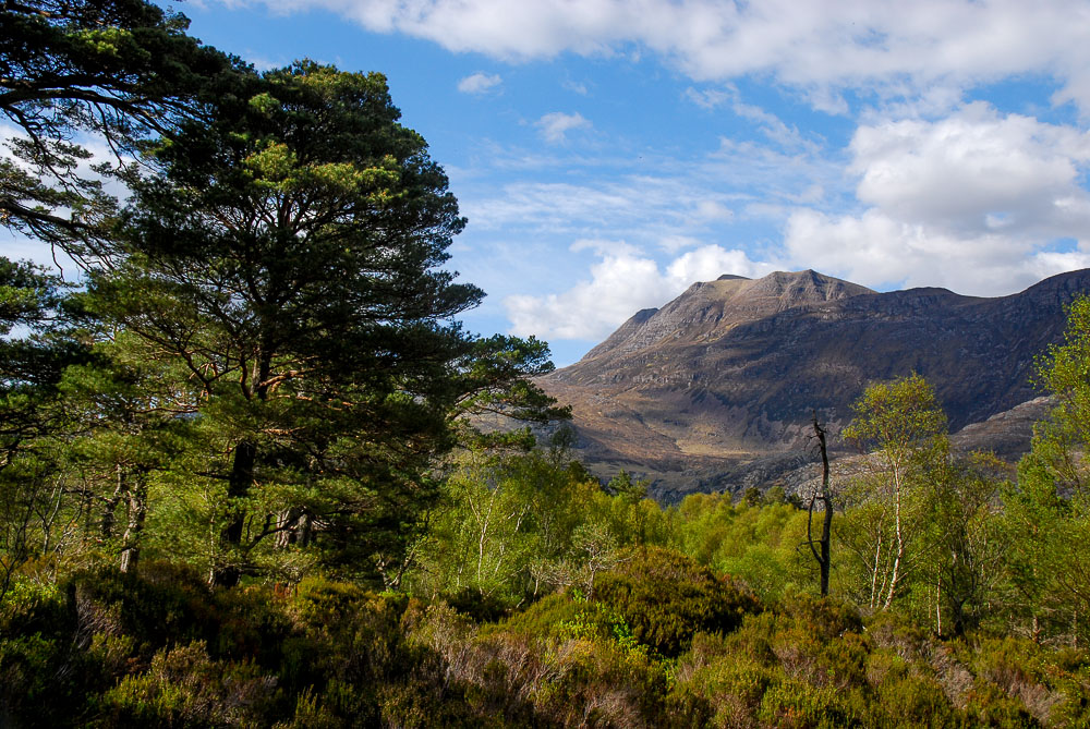 Pinus sylvestris is the native dominant of Caledonian Forest in north-central Scotland. If you haven't been to see this, you've missed one of the great natural history sights of Britain. I recommend Letterewe and Loch Maree as an introduction.