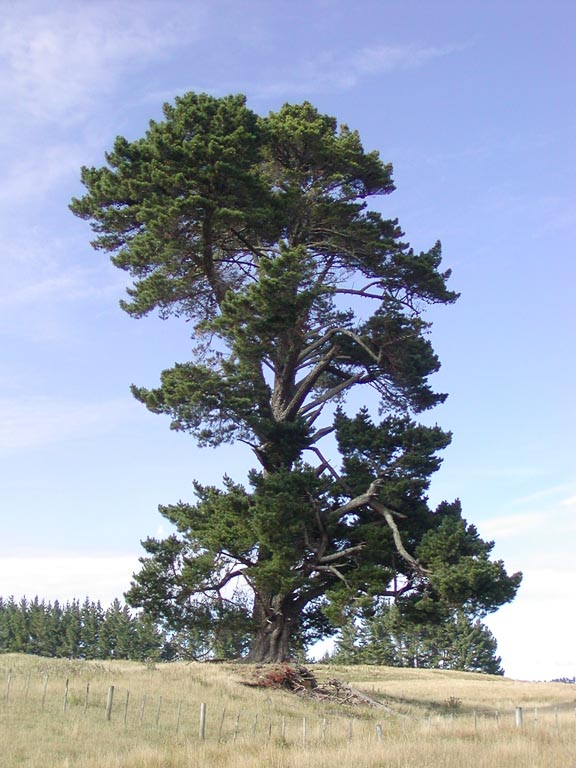 There are very few 3-needled pine species in Britain, but Monterey Pine, Pinus radiata, is one of our finest gymnosperms. It has delicate, grass green needles in a dense canopy that makes a superb windbreak, and is one of the very best free-standing specimen conifers in parkland