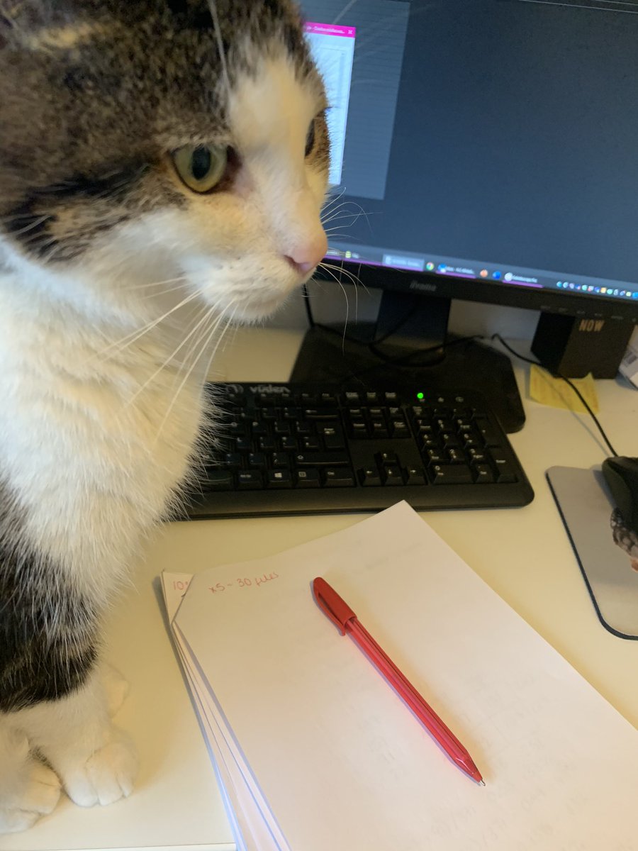 whitehead_helen's tweet photo. I love doing work and having an audience π there are other rooms Ernie π€·π»ββοΈ #CatsOfTwitter #phd #phdlife #nopersonlspace #personalspaceissues https://t.co/jO7QrgrSkr