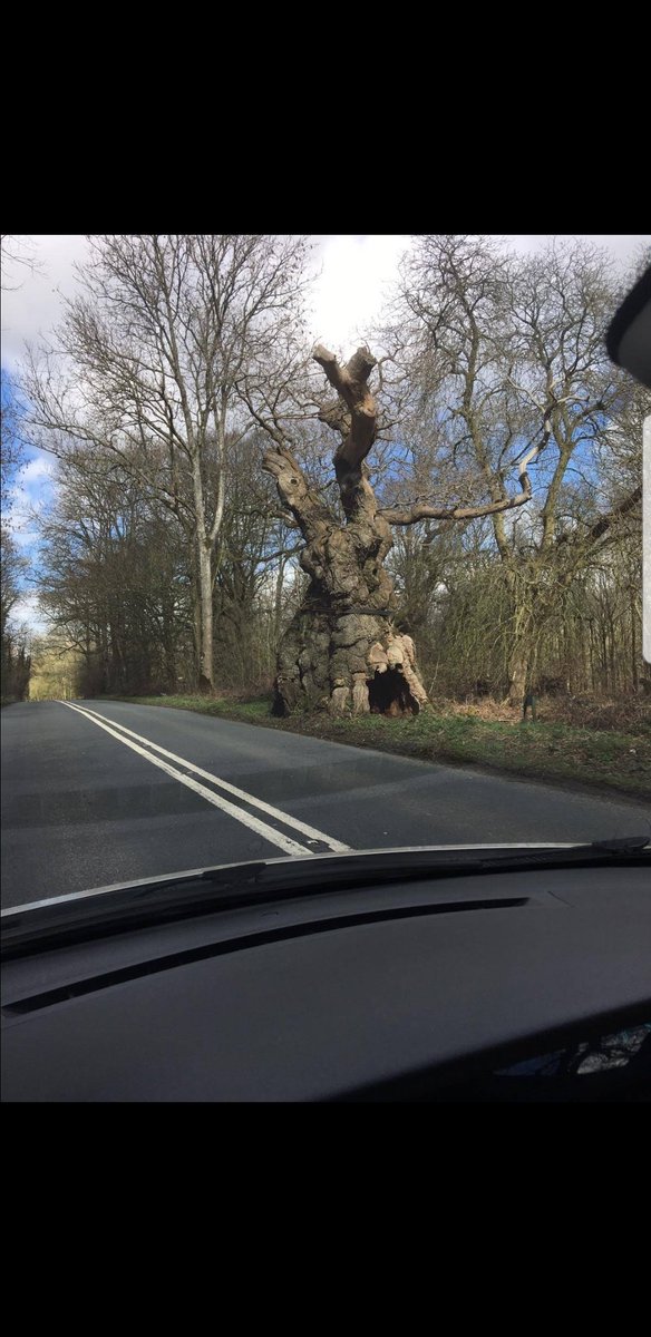 marknsfuoc's tweet photo. #thicktrunktuesday Wiltshire, and I'd wish they could move the road. I travel past this beauty when visiting family. I make sure we pass it when it is light which can really disrupt others plans! #stubbornfortrees https://t.co/istGB1uF79