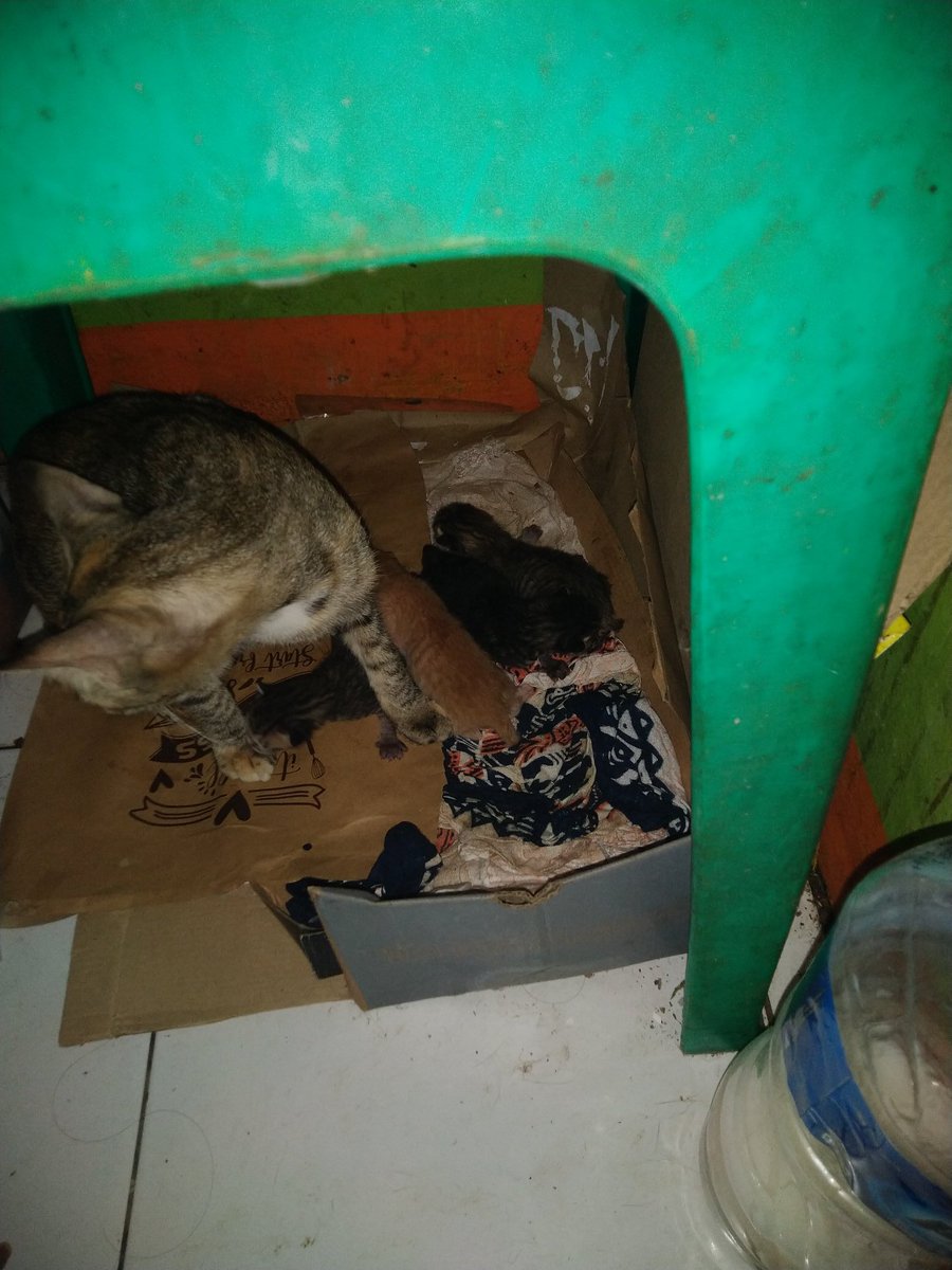 semproelicious's tweet photo. Bismillah...Guys,mau minta tolong,klo seandainya ada temen² disini yg mau adopsi kucing dom 4ekor baru lahir td subuh,ntar bawa sekalian induknya. Induknya ngga galak sama sekali,nurut,kalem. Kasian ngga ada tempat soalnya,dan dikosan gw udeh pada nyap nyap mulu yg ngurus kosan. https://t.co/jtQRdjaQEW