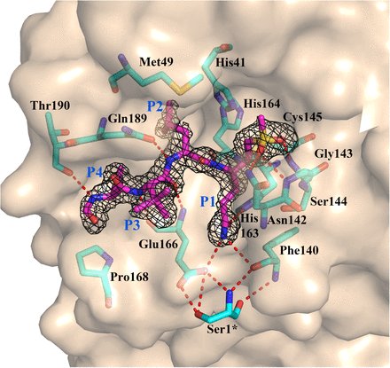 Using a Morpheus screen: hubs.ly/H0BdWbx0

Rut etl al Investigated the substrate specificity of SARS-CoV-2.  Read more about their work here in their preprint: hubs.ly/H0BdNJB0

#COVID