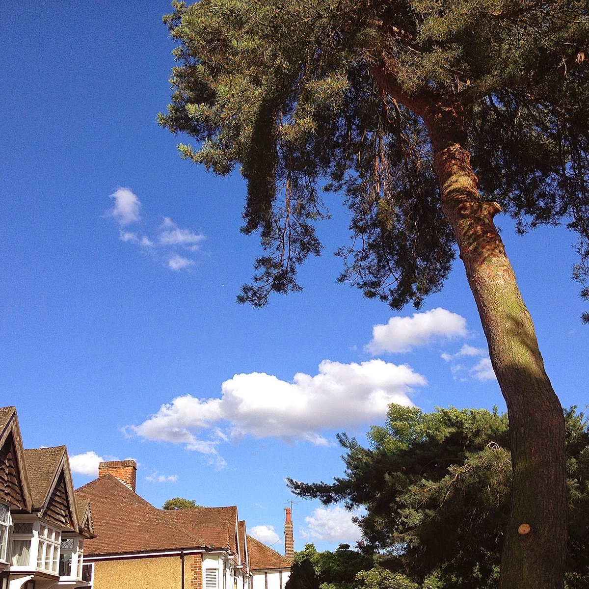 Finally, it’s the commonest pine you’ll see in suburbia and in parks and cemeteries in town.