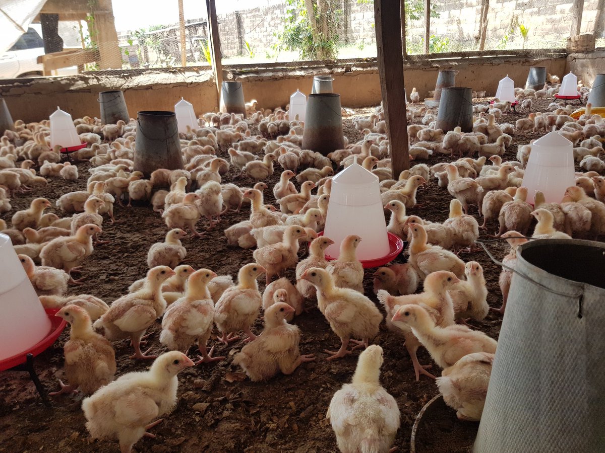 Odetundeolumide's tweet photo. 4 ways to combat heat stress in broilers.
Growing birds with this hot sun. https://t.co/FK0AIEcRWr