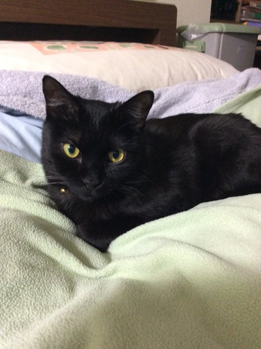 おパンツ黒猫同盟のtwitterイラスト検索結果 おパンツ黒猫同盟のtwitterイラスト検索結果