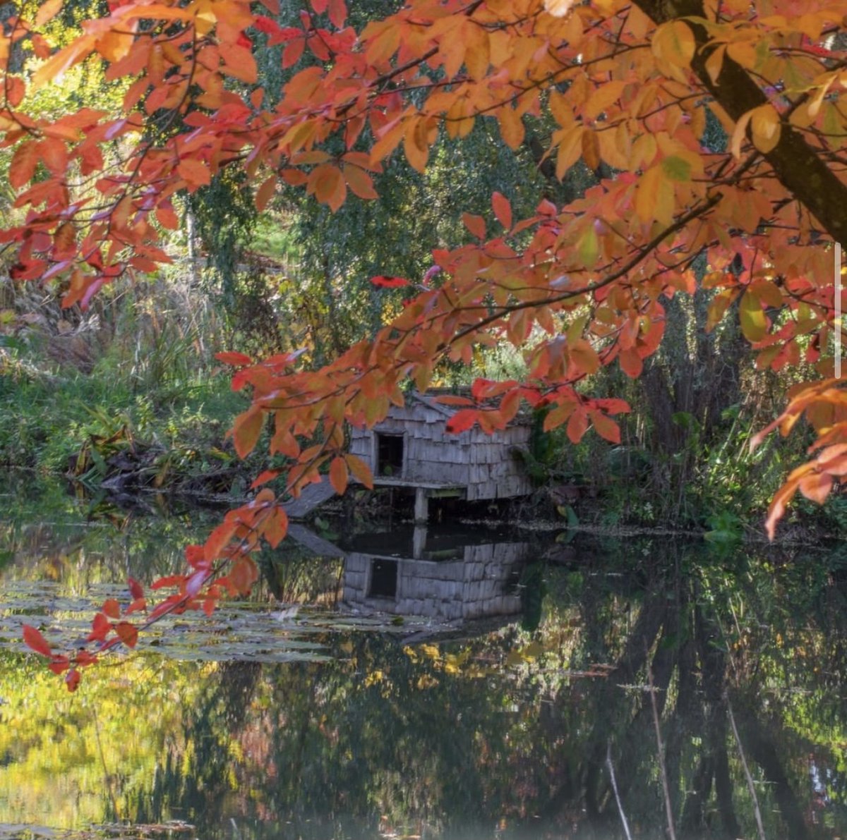 Take a festive stroll in the gardens at <a href="/HillierGardens/">Hillier Gardens</a> this December.🎄🍂

The gardens are open all December (excluding Christmas Day &amp; Boxing Day) for you all to enjoy and stop at their cafe for a hot drink to warm up!

Click: hants.gov.uk/thingstodo/hil…