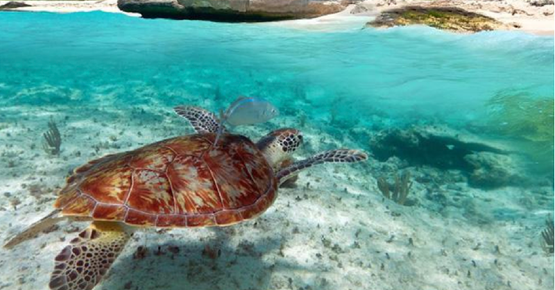 simplyscuba's tweet photo. Planning a dive holiday can seem like a daunting task. But don’t worry we are here to help you out with our top tips when booking a dive holiday.
Read - https://t.co/o3pFWIxDEG
#scubablog #travel #scubadiving #simplyscuba