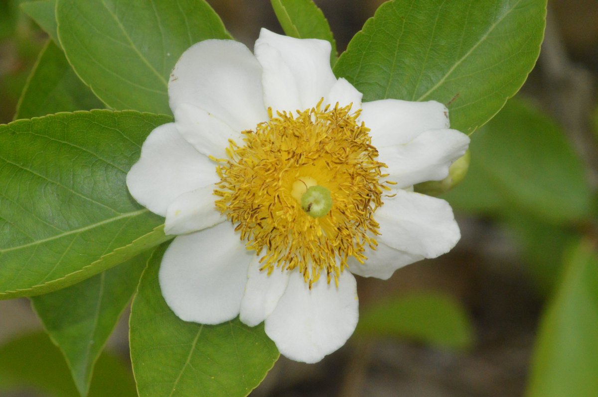 After the rains, flowers.We took a walk in Harare’s National Botanic Garden.These were flowers on the aptly-named Fried-egg bush, also known as mushwawo. Their dried fruits make excellent rattles.