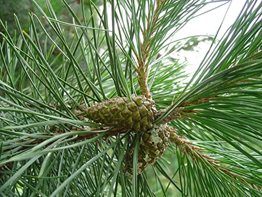 The next most common pine depends what country you are in.  In Scotland it is Pinus contorta subsp. latifolia which as planted over large areas of the Flow country in Caithness and Sutherland.