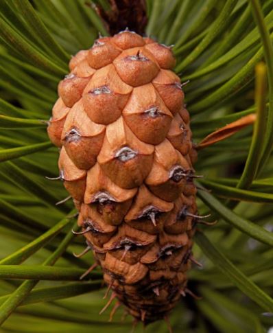 Like Scots Pine it has 2 needles per fascicle (6-8.5cm), but the leaves are bright grass green (not blue green). The key feature is that the cone scales have a long sharp spine (best seen at x10).