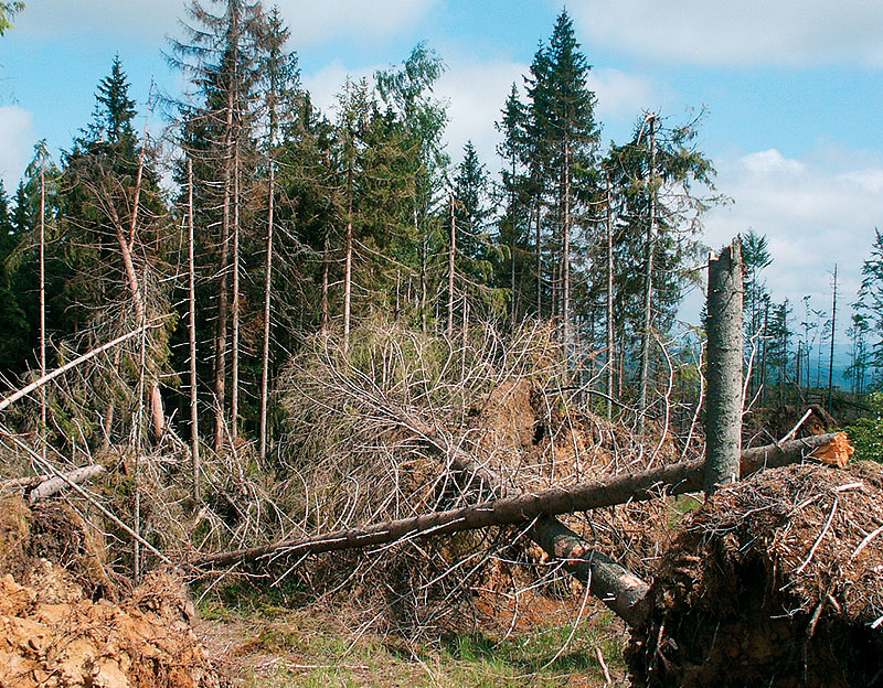 This planting was a protracted saga of poor genotype selection. The trees turned out to be highly prone to windthrow and susceptible to red band needle blight (Dothistroma septosporum).