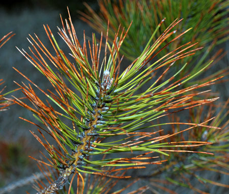 This planting was a protracted saga of poor genotype selection. The trees turned out to be highly prone to windthrow and susceptible to red band needle blight (Dothistroma septosporum).