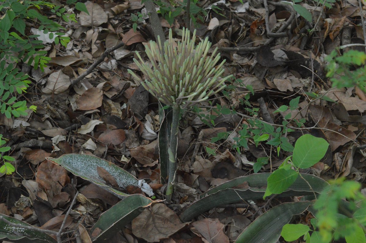 And we had a lucky sighting of a flowering succulent that in the wild is only found in the south-east. It’s English name is sickle-leaf mother-in-law's-tongue. The first sample for science was collected in the Birchenough Bridge area in 1957.  #Zimbabwe  #naturenotes