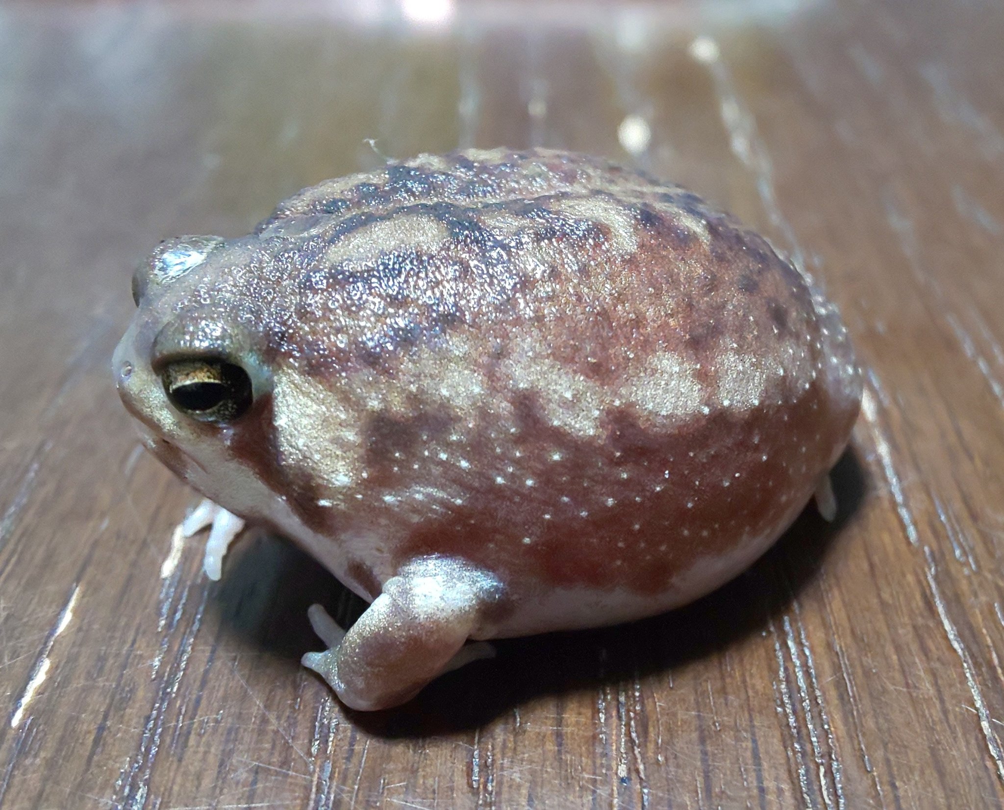 アメフクラガエル 値段