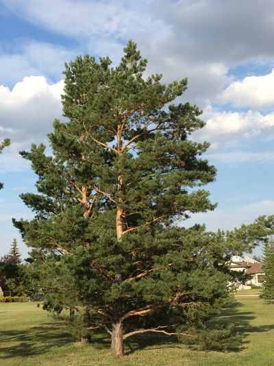 In England, the second most common pine is Pinus nigra, planted for ornament, as windbreaks and on dry sandy soils, in commercial plantations. It is easy to tell from Scots Pine (left) by its dark green (not blue) needles and dark grey branches (right).