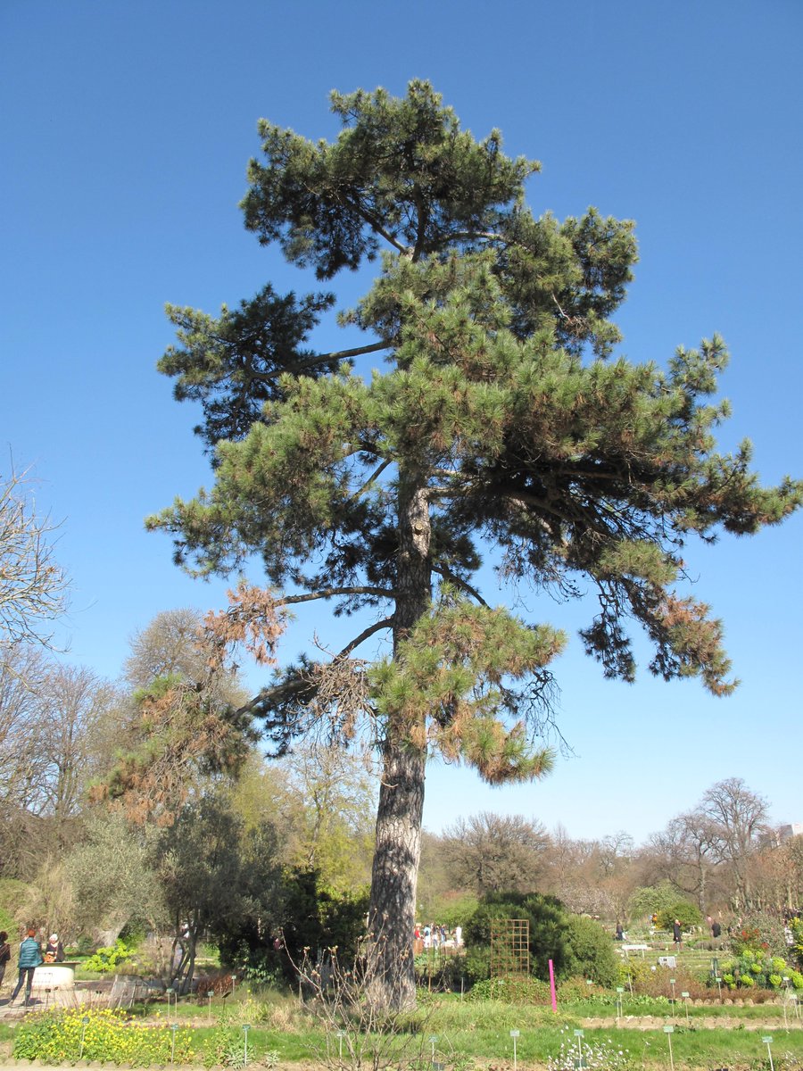 In England, the second most common pine is Pinus nigra, planted for ornament, as windbreaks and on dry sandy soils, in commercial plantations. It is easy to tell from Scots Pine (left) by its dark green (not blue) needles and dark grey branches (right).
