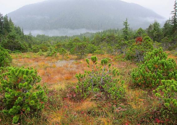To add insult to injury Pinus contorta is now invading native wet heath communities by seeding from the plantations.  Unless the authorities act quickly to remove this first generation, things will be an order of magnitude more serious once the self-sown trees get to seeding age