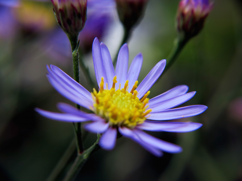 O Xrhsths 花言葉付き 世界の綺麗な花図鑑 Sto Twitter シオン ギリシア語で 星 を意味 する花 今昔物語に母が亡くなり墓参りを欠かさなかった兄弟の話があります その時に弟がお供えしていた花がシオンだそうです それが花言葉の 君を忘れない の由来と