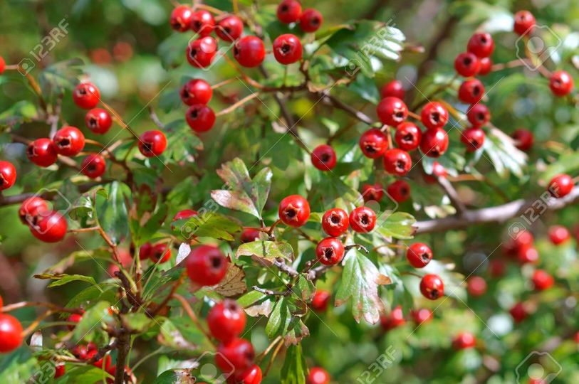 Here's a great recipe for you to try this weekend. Hawthorn Berry Chutney.. So good and makes a great gift! 
See recipe here: ow.ly/2t0N50xduFY