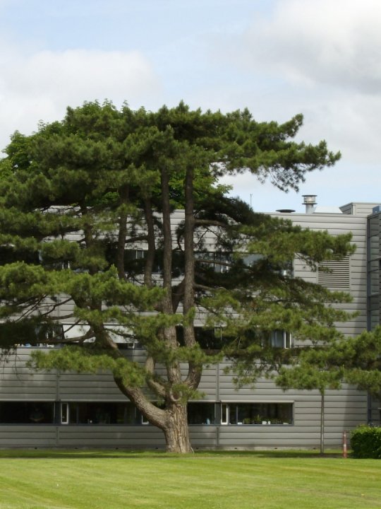 The taxonomy of Pinus nigra has turned out to be complicated because of evolution in multiple, geographically isolated refugia. The two kinds that are commonest in Britain are from Austria (subsp. nigra, left) and Corsica (subsp. laricio, right)