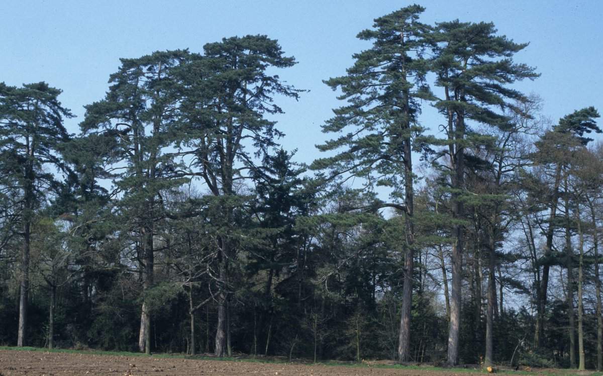 The taxonomy of Pinus nigra has turned out to be complicated because of evolution in multiple, geographically isolated refugia. The two kinds that are commonest in Britain are from Austria (subsp. nigra, left) and Corsica (subsp. laricio, right)