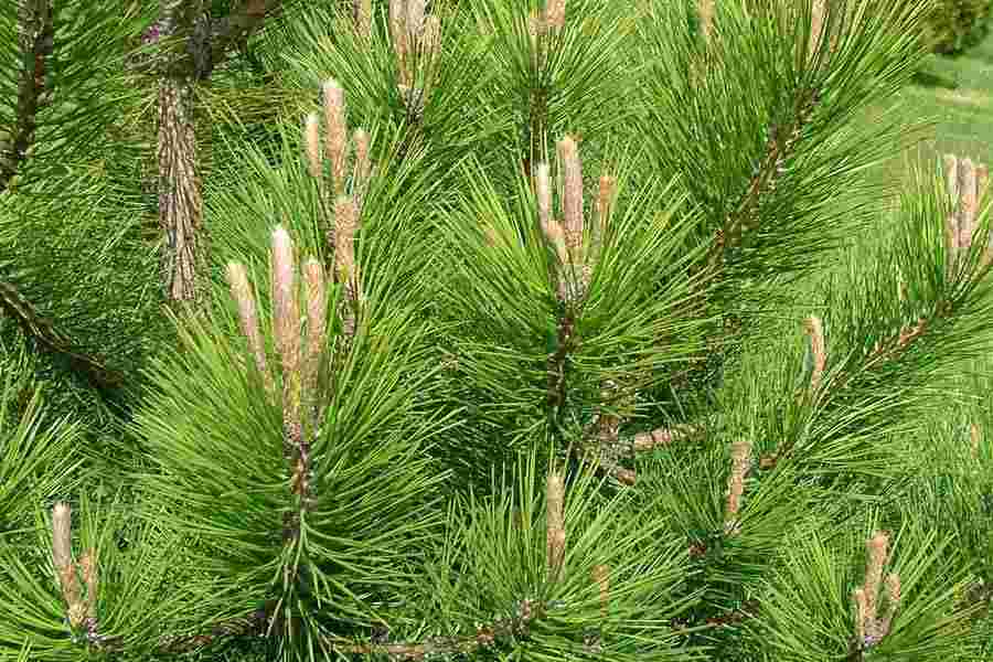 Needle length, width and flexibility are the things to note: subsp. nigra (left) are short (8-12cm), wide and brittle, with brown buds, abruptly pointed; subsp. laricio long (10-18cm), slender and flexible with white resin-covered buds.