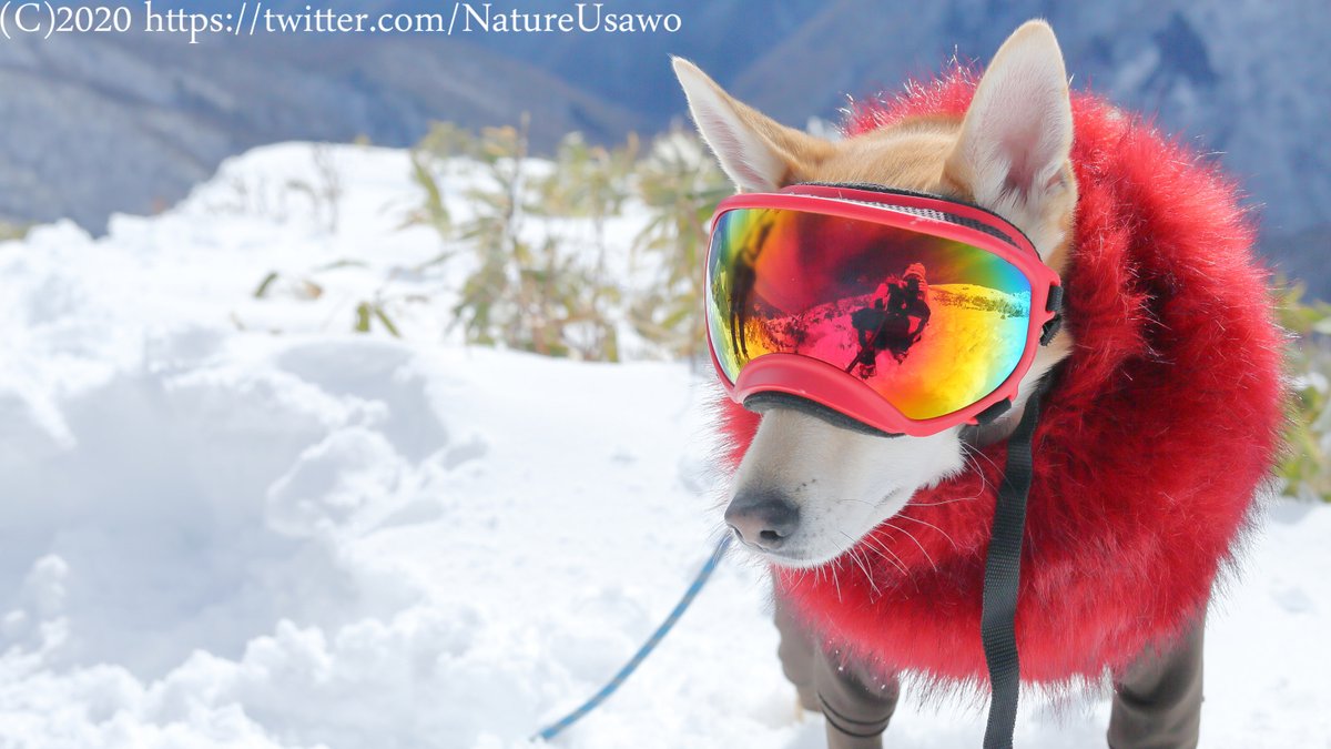 治療中の目の保護のため犬用ゴーグルを装着したワンコがめっちゃかっこいい 戦闘機に乗って空を飛びそう Togetter