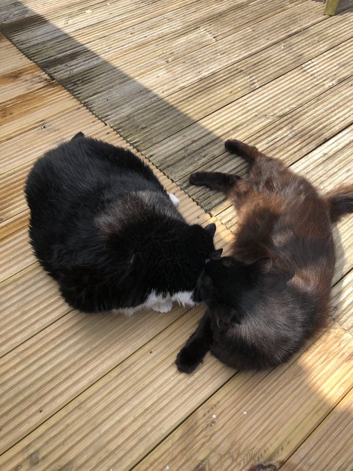 @mistypancakes @jennqxxx Morgan &amp; Harvey playing around 😉 https://t.co/YSUEmdI1bk<a class="tags" target="_blank" title="On Twitter" href="/?out=eyJ0eXAiOiJKV1QiLCJhbGciOiJIUzUxMiJ9.eyJpYXQiOjE3MjU5NTgyNDksImlzcyI6InR3cG9ybnN0YXJzLmNvbSIsIm5iZiI6MTcyNTk1ODI0OSwiZXhwIjoxNzU3NDk0MjQ5LCJyZWRpcmVjdF91cmwiOiJodHRwczovL3R3aXR0ZXIuY29tL21pc3R5cGFuY2FrZXMifQ.nSoCUcJzwxVSnFFzyr_3aXZoe0xZY5IZqntL8H4niR2o0hrHTM0eCY1YDeco6yZb5GPMvTTCh1SJ1td1OIpG-A">@mistypancakes</a><a class="tags" target="_blank" title="On Twitter" href="/?out=eyJ0eXAiOiJKV1QiLCJhbGciOiJIUzUxMiJ9.eyJpYXQiOjE3MjU5NTgyNDksImlzcyI6InR3cG9ybnN0YXJzLmNvbSIsIm5iZiI6MTcyNTk1ODI0OSwiZXhwIjoxNzU3NDk0MjQ5LCJyZWRpcmVjdF91cmwiOiJodHRwczovL3R3aXR0ZXIuY29tL2plbm5xeHh4In0.G_DSRUki_Fr9wbXYm9HBt5N22bEQS8dp4JAdzqLD50CBsIVH1ToghAEtlbx6vmXJdPO2OA5VtqhQrJzxS0lp4Q">@jennqxxx</a><a href="/tag/getnaked"class="tags"><span>#getnaked</span></a><a href="/tag/nsfwtw"class="tags"><span>#nsfwtw</span></a>