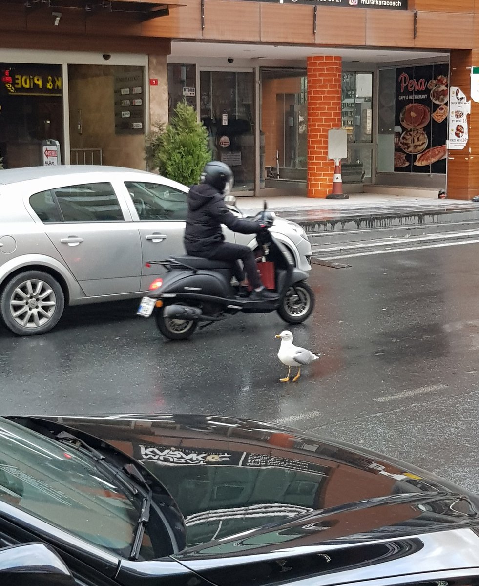 Halis mi görüyorum