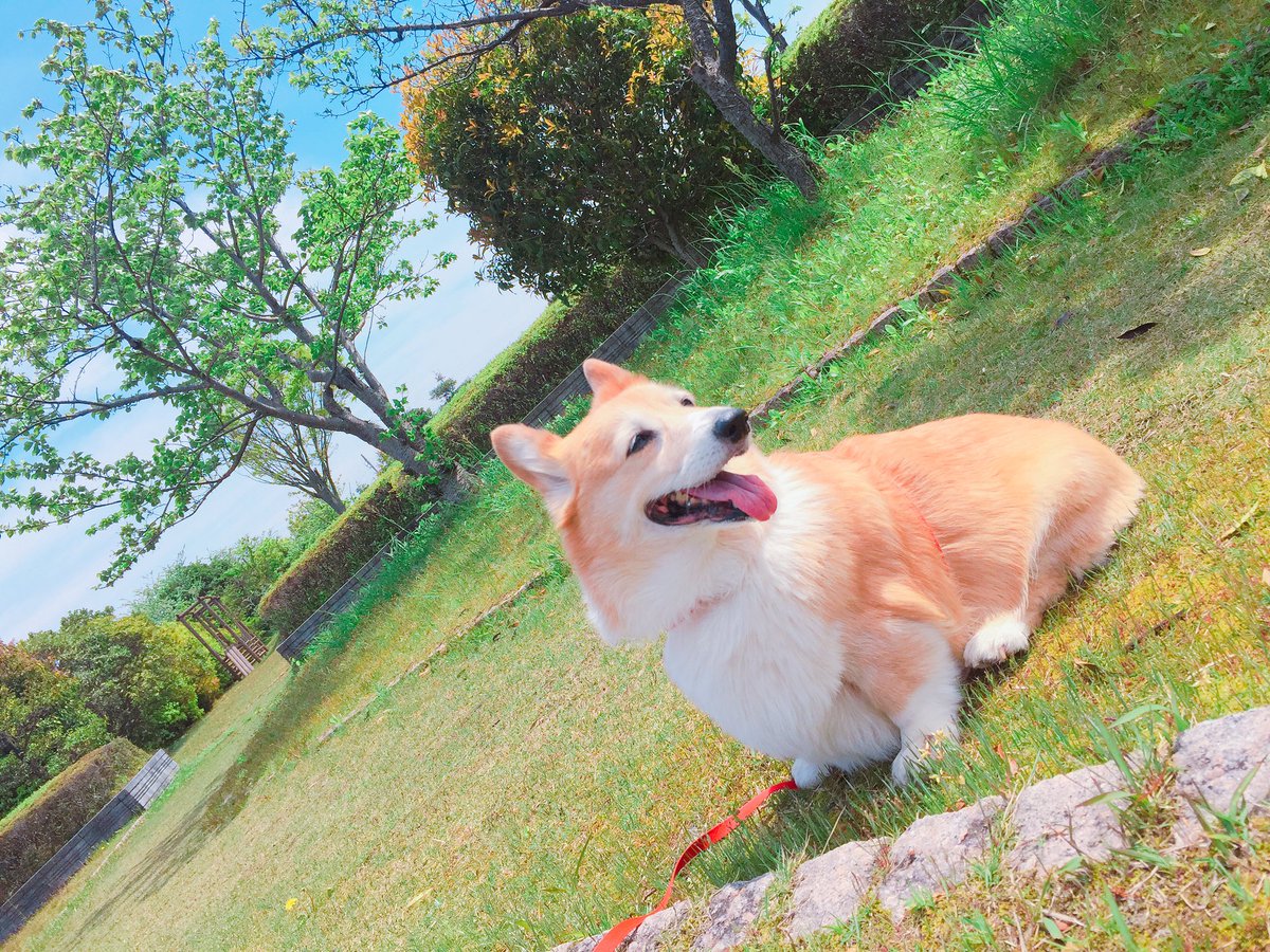 ココアまる、さくら🌸 tweet media