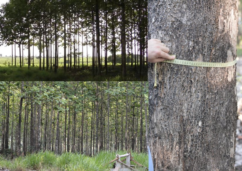 GreenISTimber's tweet photo. Young #teak from one of our plantations in #brazil. These teenage #trees have still got a while before they will be ready for harvesting, but their #progression is good.

If you have any inquires regarding our work contact us on here or email us at info@greenis.co.uk https://t.co/Ctxz9RZEwF