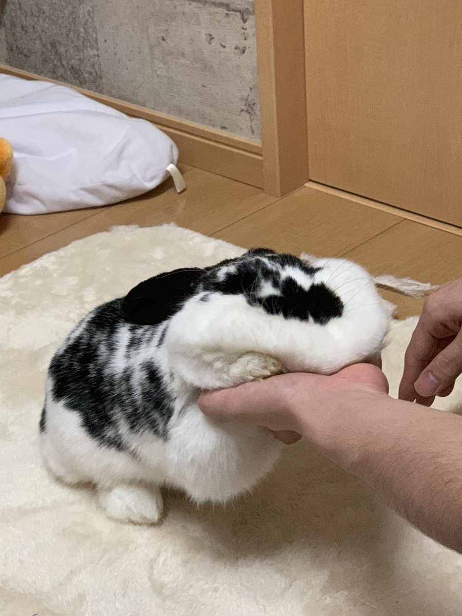 つぶれた鏡餅
 #これが私の代表作