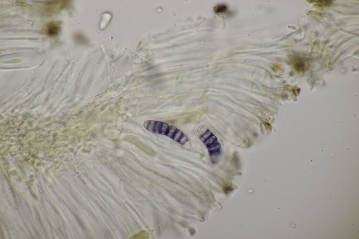 RPilze's tweet photo. Graphis elegans
#Graphiselegans #Graphis #ZierlicheSchriftflechte #Schriftflechte #elegantscriptlichen #scriptlichen #lichen #lichens #lichene #Flechte #natur #nature #KleineRenne #Krickenbeckerseen https://t.co/vuvrXbfpPd