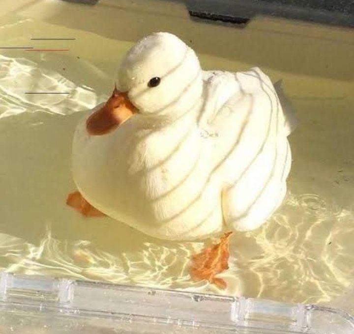 louis tomlinson as dicks ; a short but necessarry thread