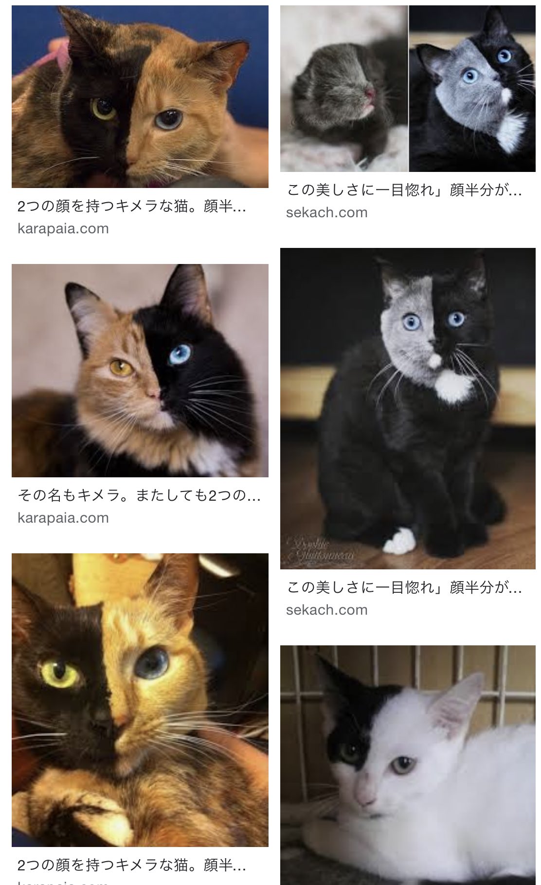 比呂ころく 猫ちゃんのリンボはハーフサイダーがいいな 比呂ころく 猫ちゃんのリンボはハーフサイダーがいいな