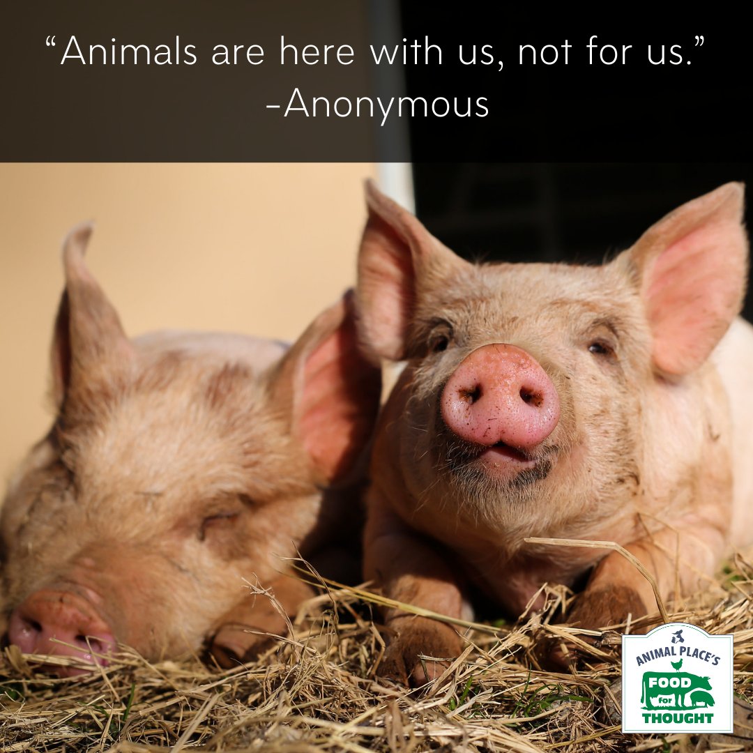 FoodforThought tweet media