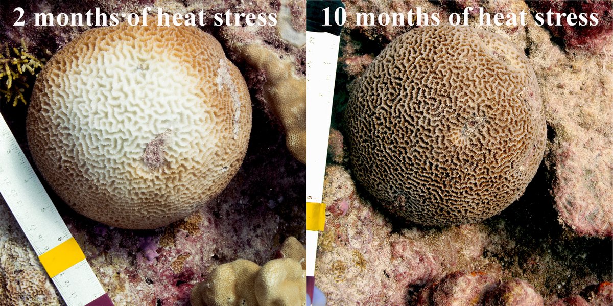 3/10 Unexpectedly, some brain corals survived the event by recovering from bleaching while still at elevated temperatures, a phenomenon that has not previously been observed: