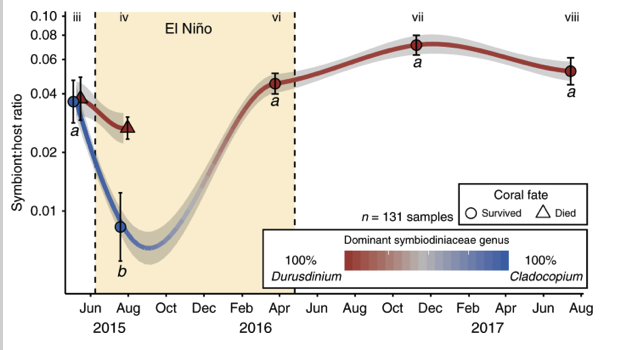 4/10 These corals initially had heat-sensitive symbiotic partners. They endured bleaching, and recovered through proliferation of heat-tolerant symbionts.