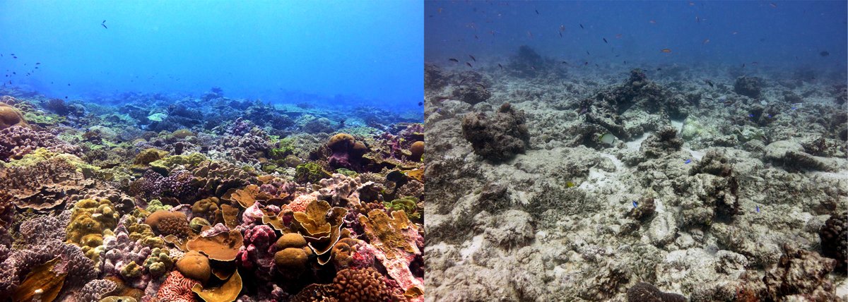 5/10 Not all brain corals did this! ONLY those not also exposed to strong local stressors – such as water pollution, dredging, infrastructure – exhibited this capacity.