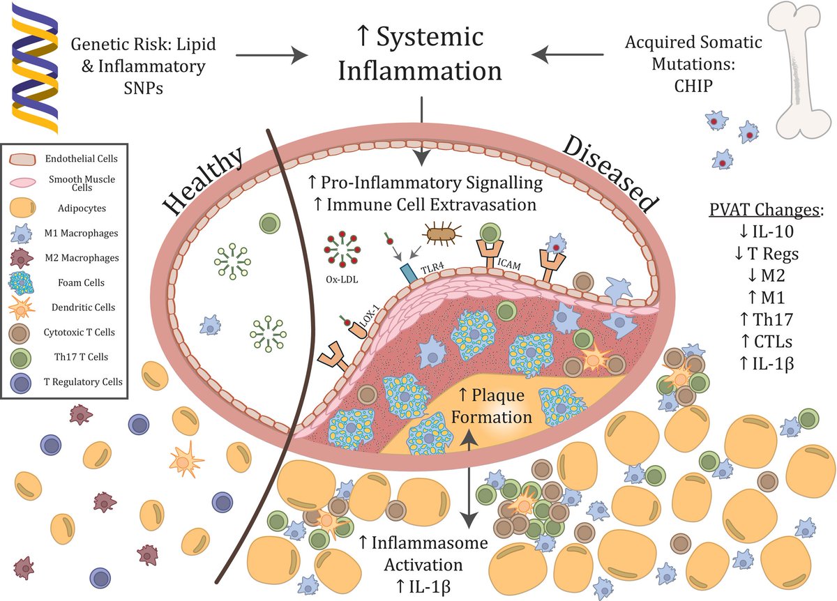 Check out our piece on cardio-inflammation, biomarkers, and the discovery potential of #singlecell: CyTOF &amp; scRNA-seq! ow.ly/Q0uw50CFZWr @DrKatKott <a href="/gemtreee/">Prof Gemma Figtree AM</a> <a href="/KollingINST/">Kolling Institute</a> <a href="/steve_vern/">Steve Vernon</a>
 <a href="/drjosephpowell/">Joseph Powell</a> <a href="/BA_DiBartolo/">Belinda Di Bartolo</a> <a href="/DrHelenMcGuire/">Helen McGuire</a> #AHAJournals