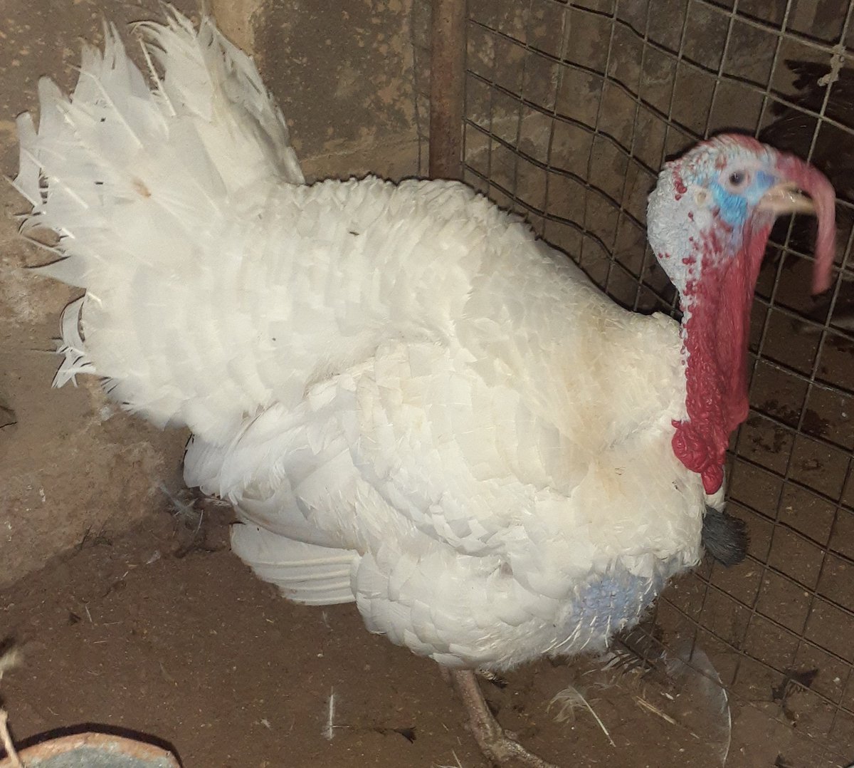 farm_ng's tweet photo. Turkey and Chicken available for sale.......
We deliver........
Live ,dressed ,grilled...................
Dm 4 details

Kindly RT......my clients are on your TL..     👍🏾 https://t.co/YrgbbjGaUB