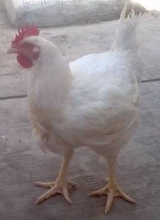 farm_ng's tweet photo. Turkey and Chicken available for sale.......
We deliver........
Live ,dressed ,grilled...................
Dm 4 details

Kindly RT......my clients are on your TL..     👍🏾 https://t.co/YrgbbjGaUB