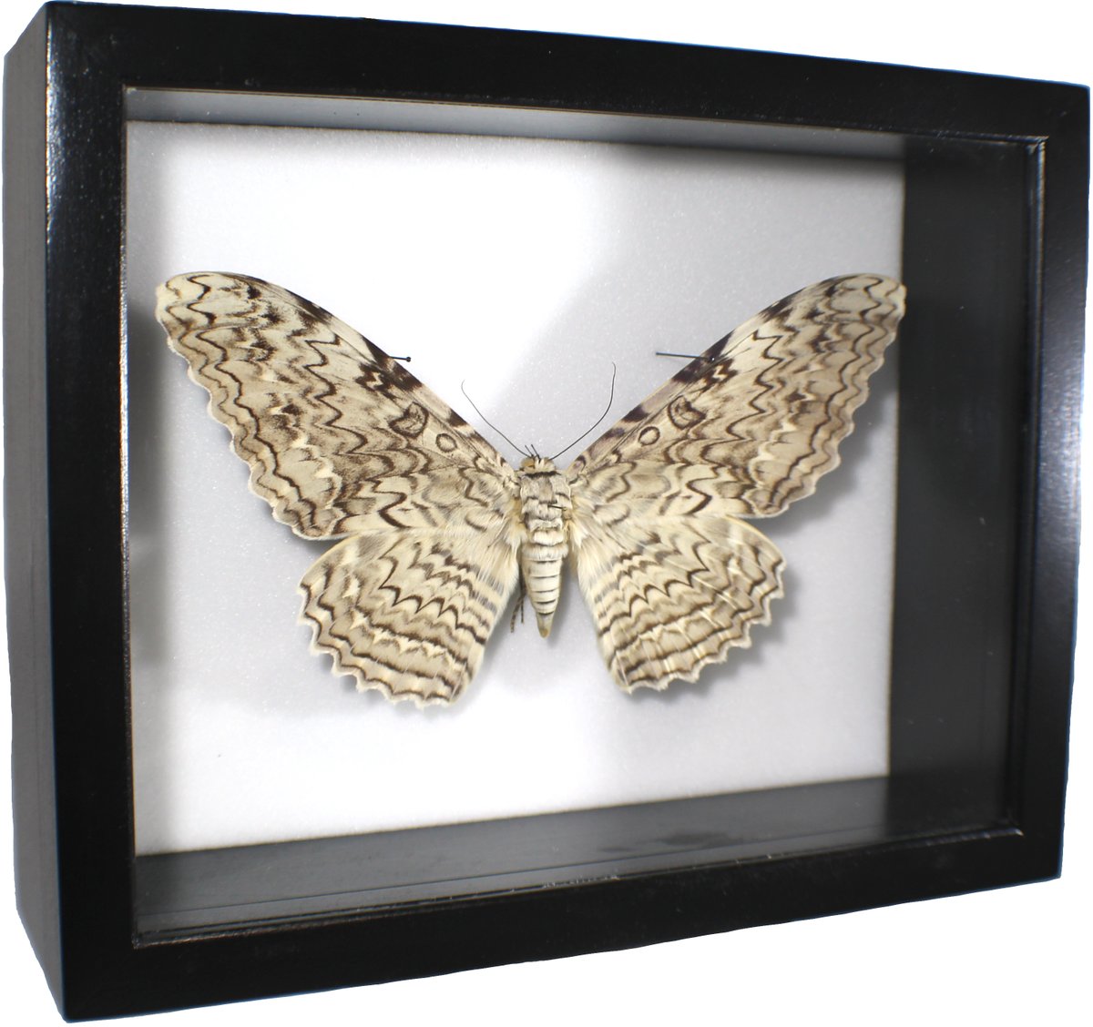 BioQuip's tweet photo. One Available! Thysania agrippina "White Witch Moth" in 8X10 black basswood case. Free shipping for a limited time!
https://t.co/48iDydUPza
#entomology #bioquip #bioquipproducts #insects #bugs #insectspecimens #framedinsects #moth #lepidoptera #gifts #insect #framedbugs #bigbugs https://t.co/zLrNiyW9TH