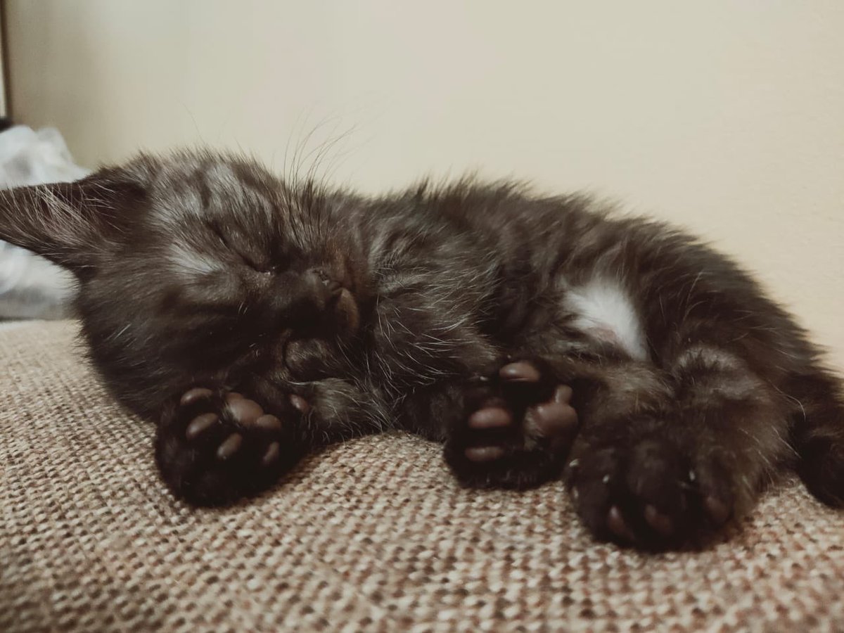 jarkynbay's tweet photo. Колобок или Баксик ещё думаем 🤪😍😘💋над именнем зайки 🥰 https://t.co/0upu21LLx4